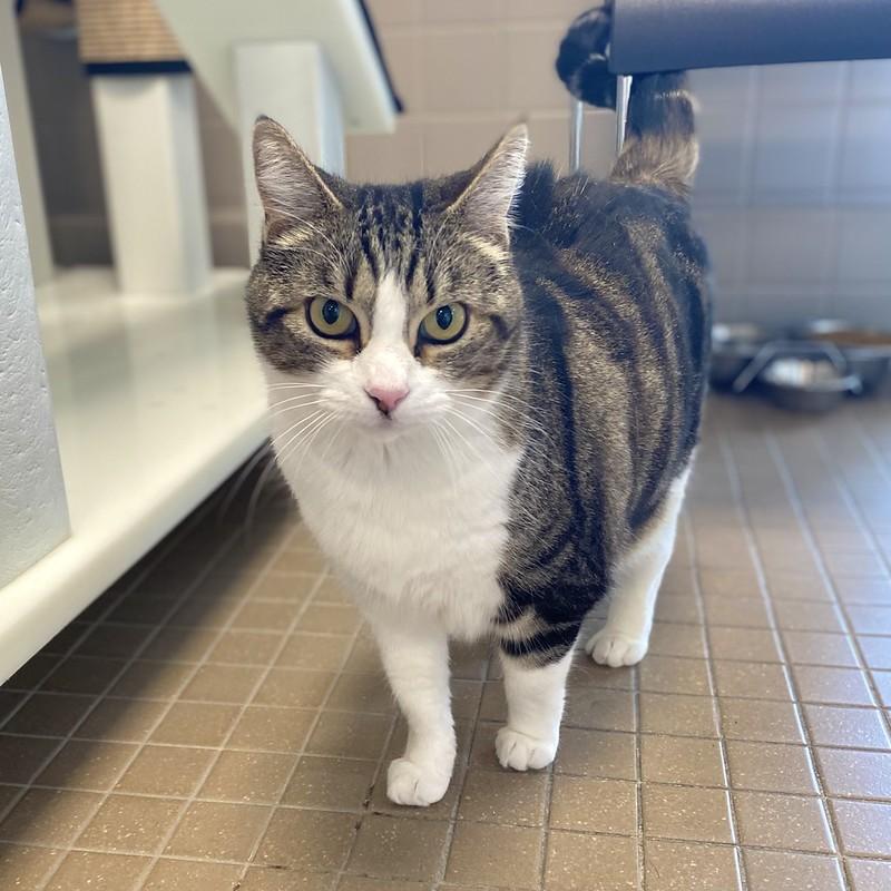 Enlarge Sequoia, a ADOPTABLE Domestic Short Hair in Truckee, CA image 4/4