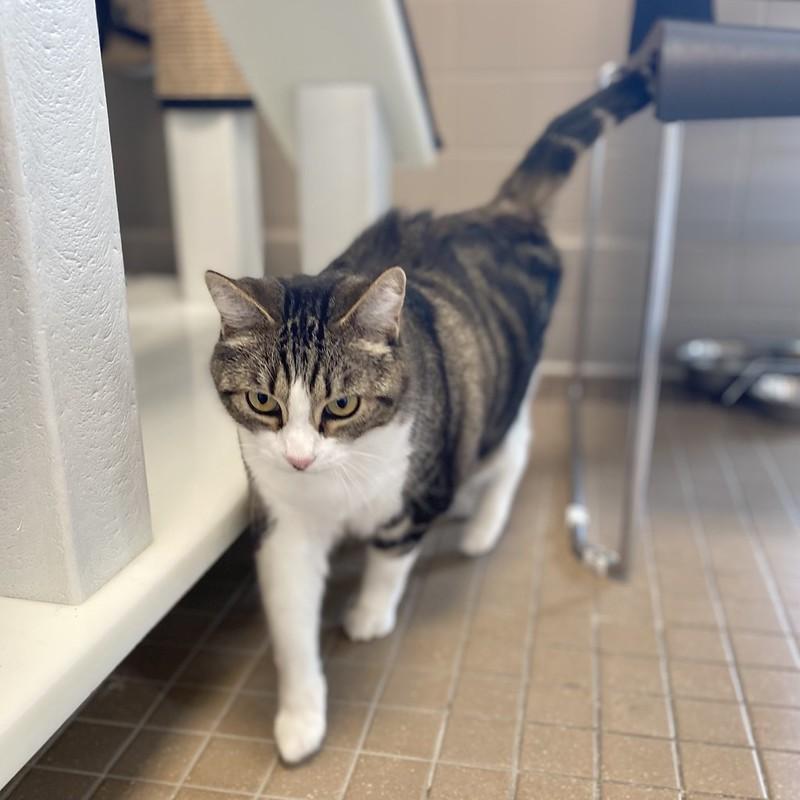 Enlarge Sequoia, a ADOPTABLE Domestic Short Hair in Truckee, CA image 2/4