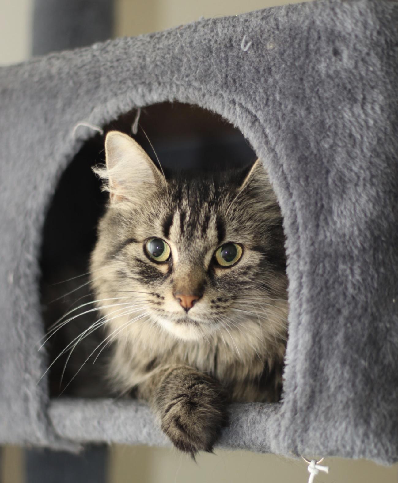 Athena - Adopted, Adopted, Adult Female Domestic Medium Hair.
