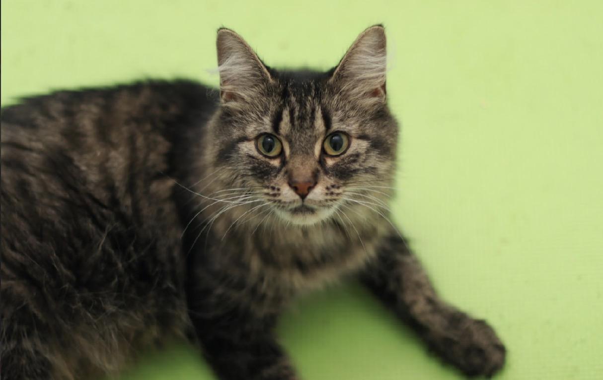 Enlarge Athena - Adopted, a Adopted mixed breed in Steinbach, MB image 2/4
