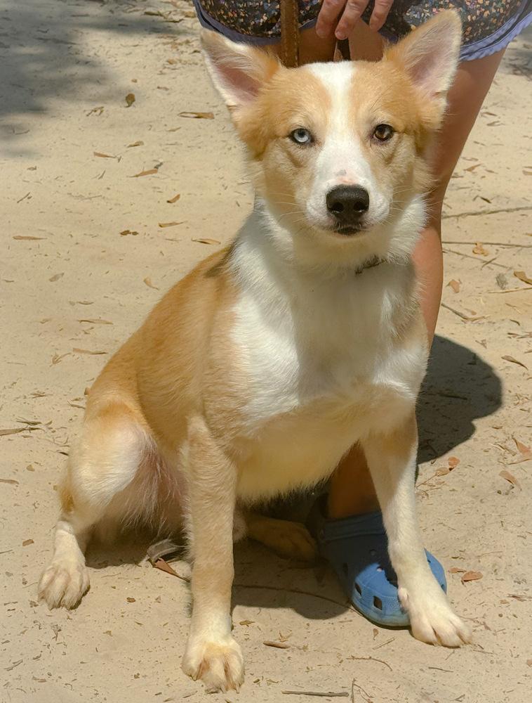 Enlarge Cowboy, a Adoptable Collie in Troy, AL image 1/1