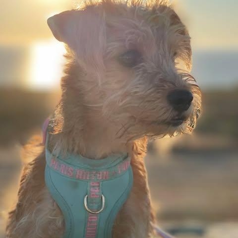 Enlarge DARLING  2 yrs 22 lbs, a Adoptable mixed breed in Aliso Viejo, CA image 5/5