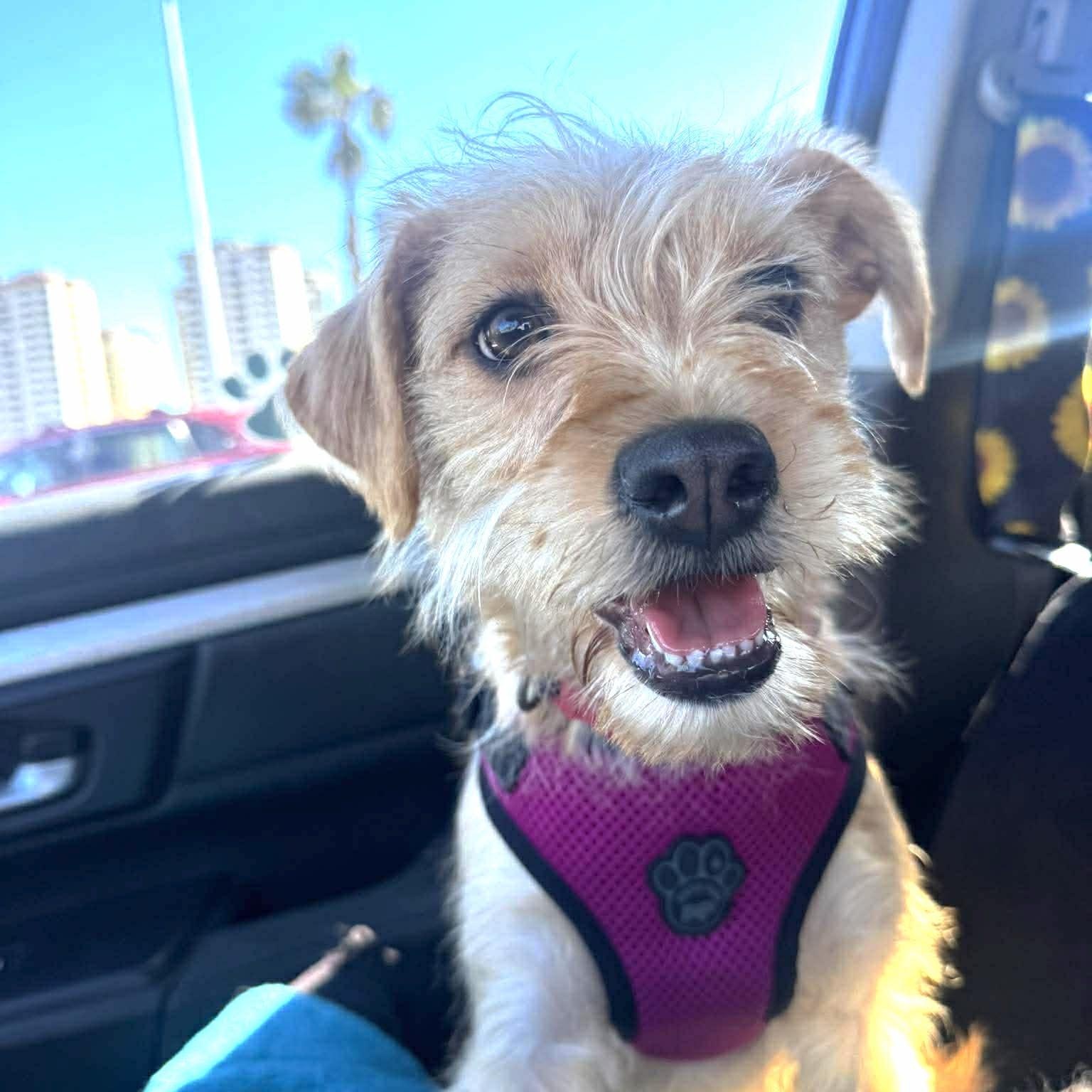 Enlarge DARLING  2 yrs 22 lbs, a Adoptable mixed breed in Aliso Viejo, CA image 2/5