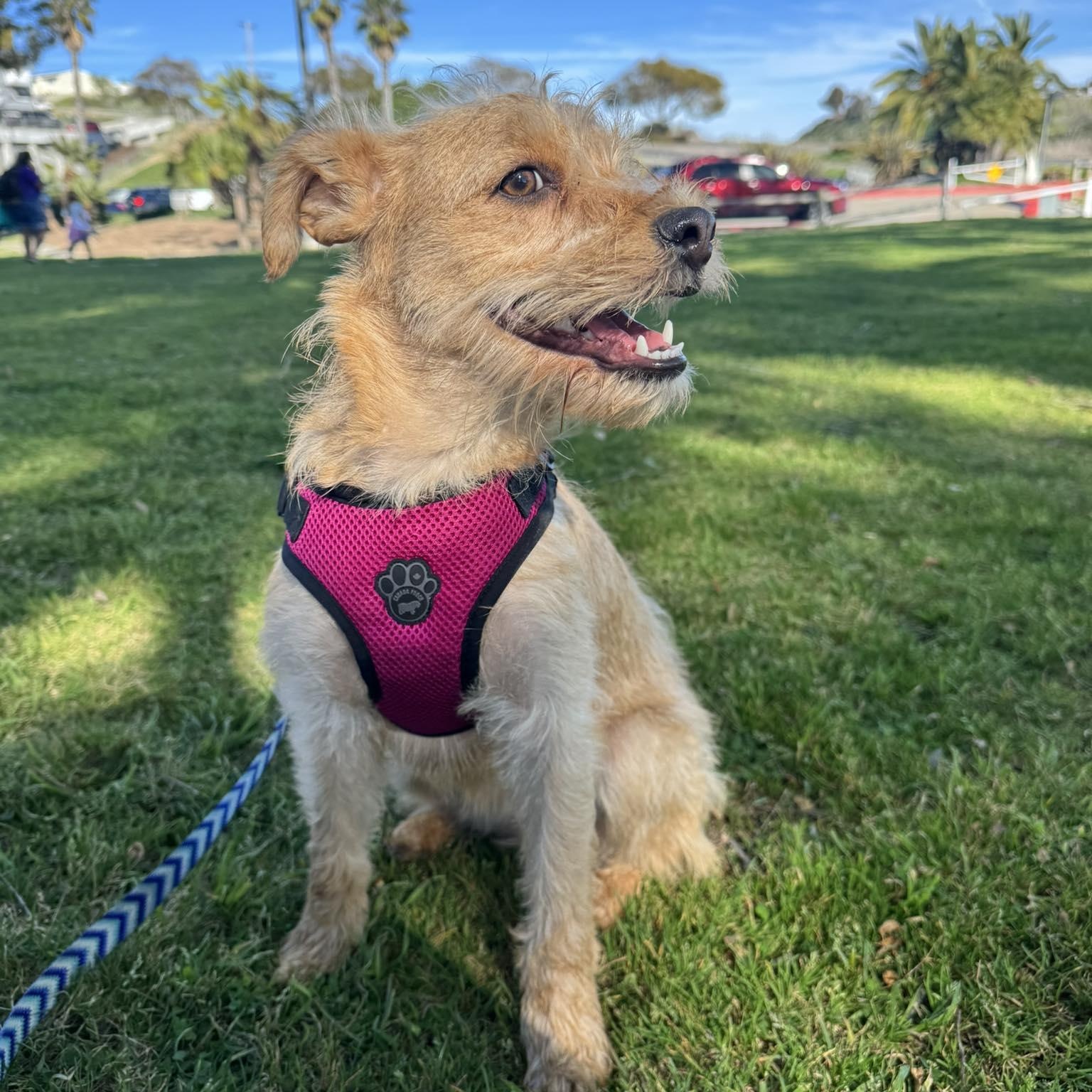 Enlarge DARLING  2 yrs 22 lbs, a Adoptable mixed breed in Aliso Viejo, CA image 4/5