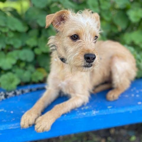 Enlarge DARLING  2 yrs 22 lbs, a Adoptable mixed breed in Aliso Viejo, CA image 1/5