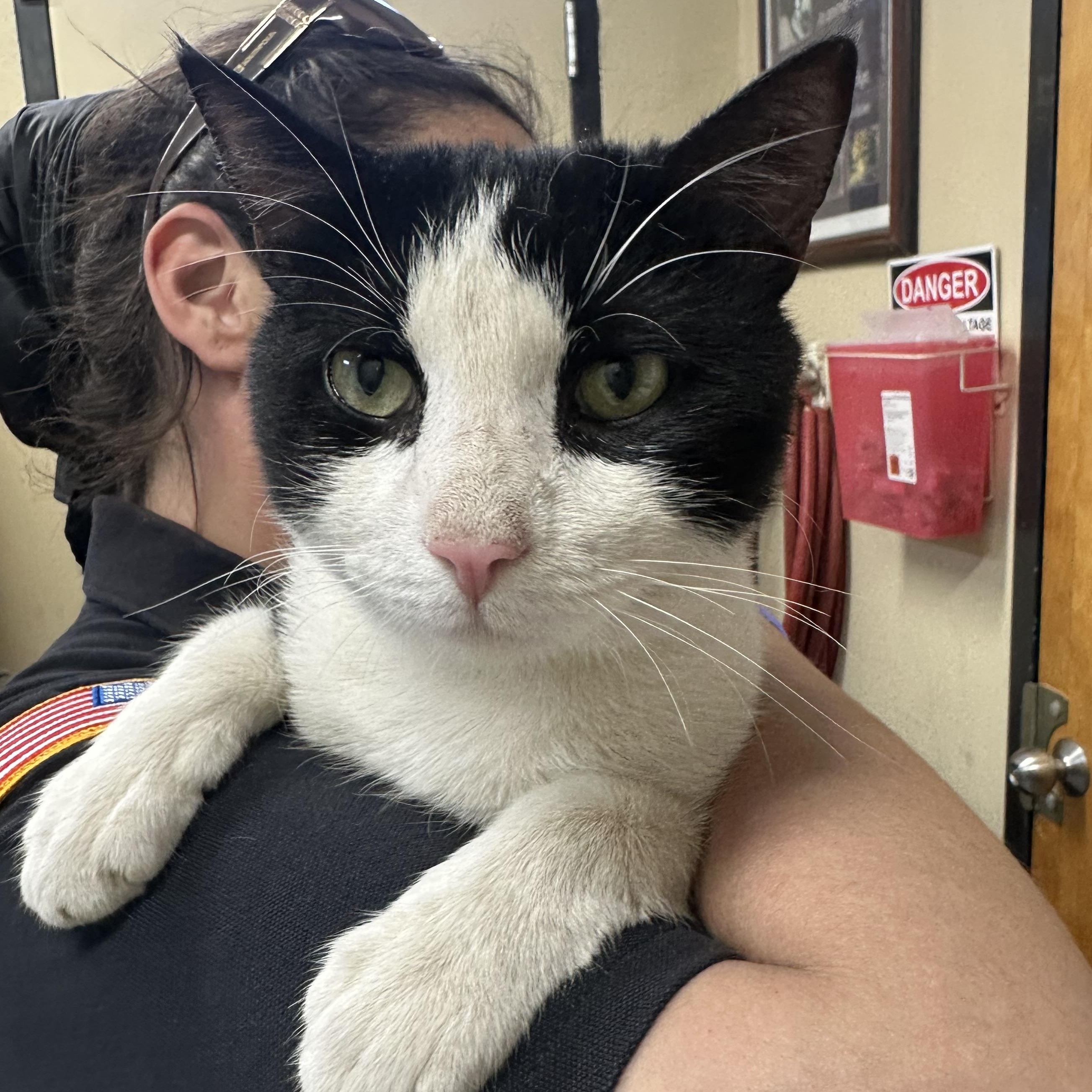 Enlarge Dakota , a ADOPTABLE Domestic Short Hair in Clifton, NJ image 5/6