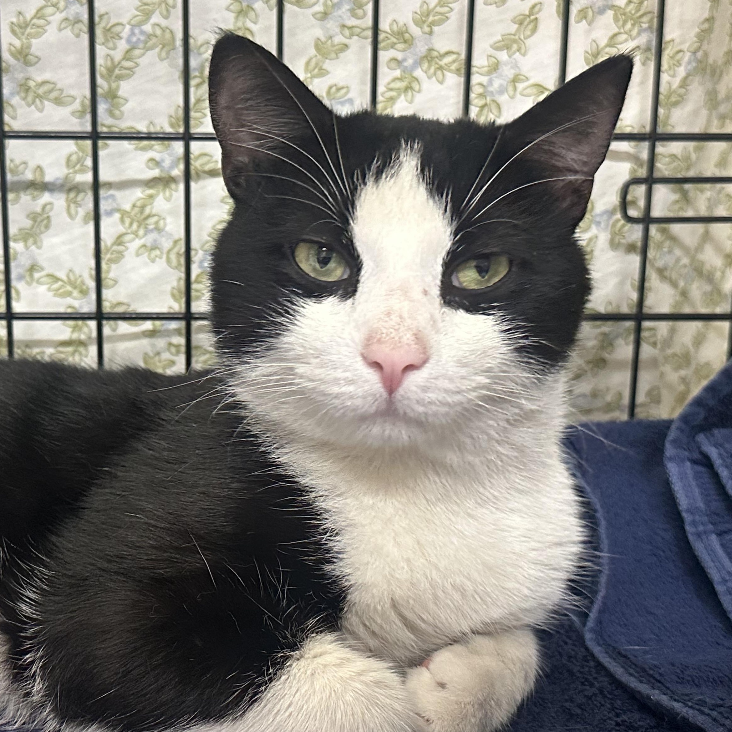 Enlarge Dakota , a ADOPTABLE Domestic Short Hair in Clifton, NJ image 3/6