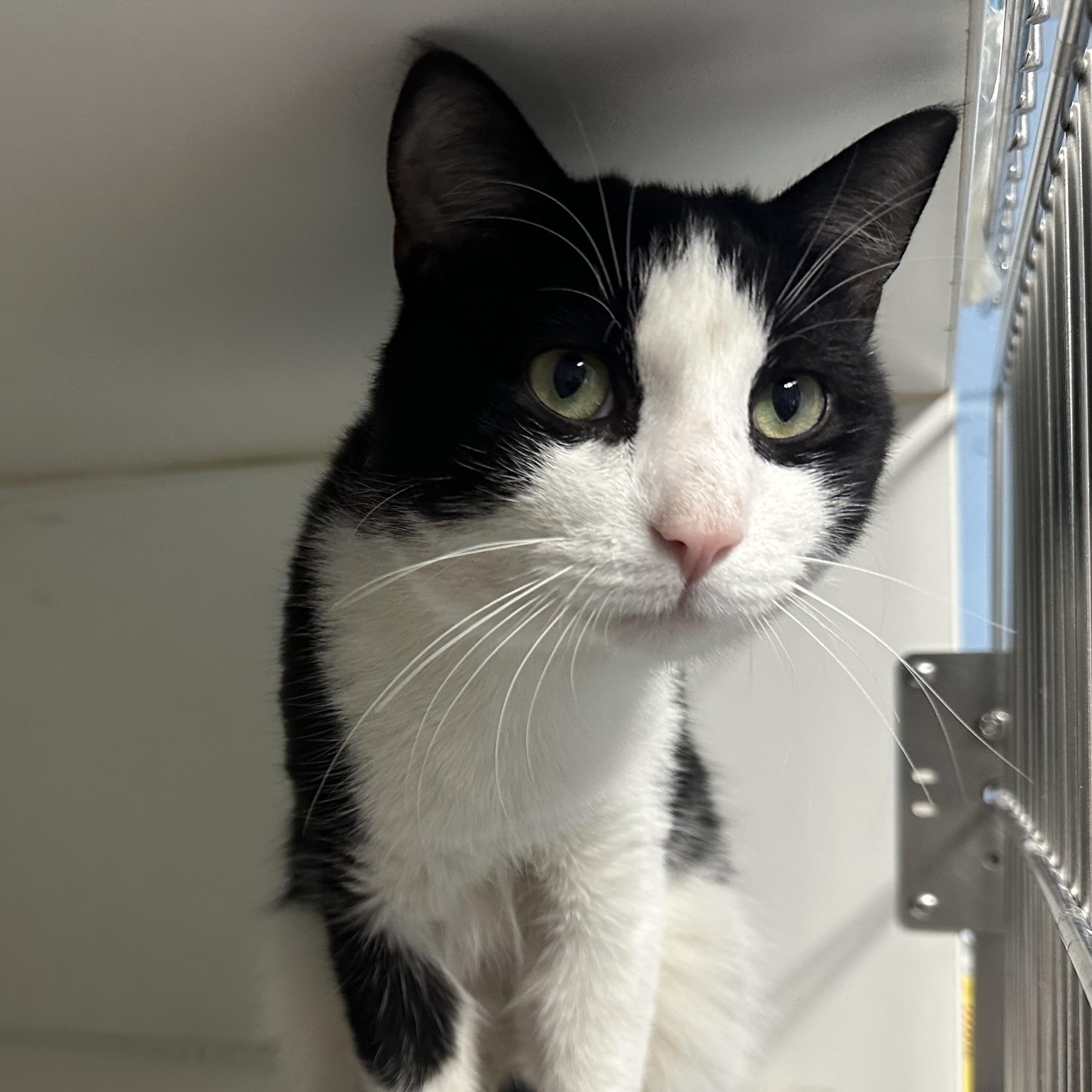 Enlarge Dakota , a ADOPTABLE Domestic Short Hair in Clifton, NJ image 6/6