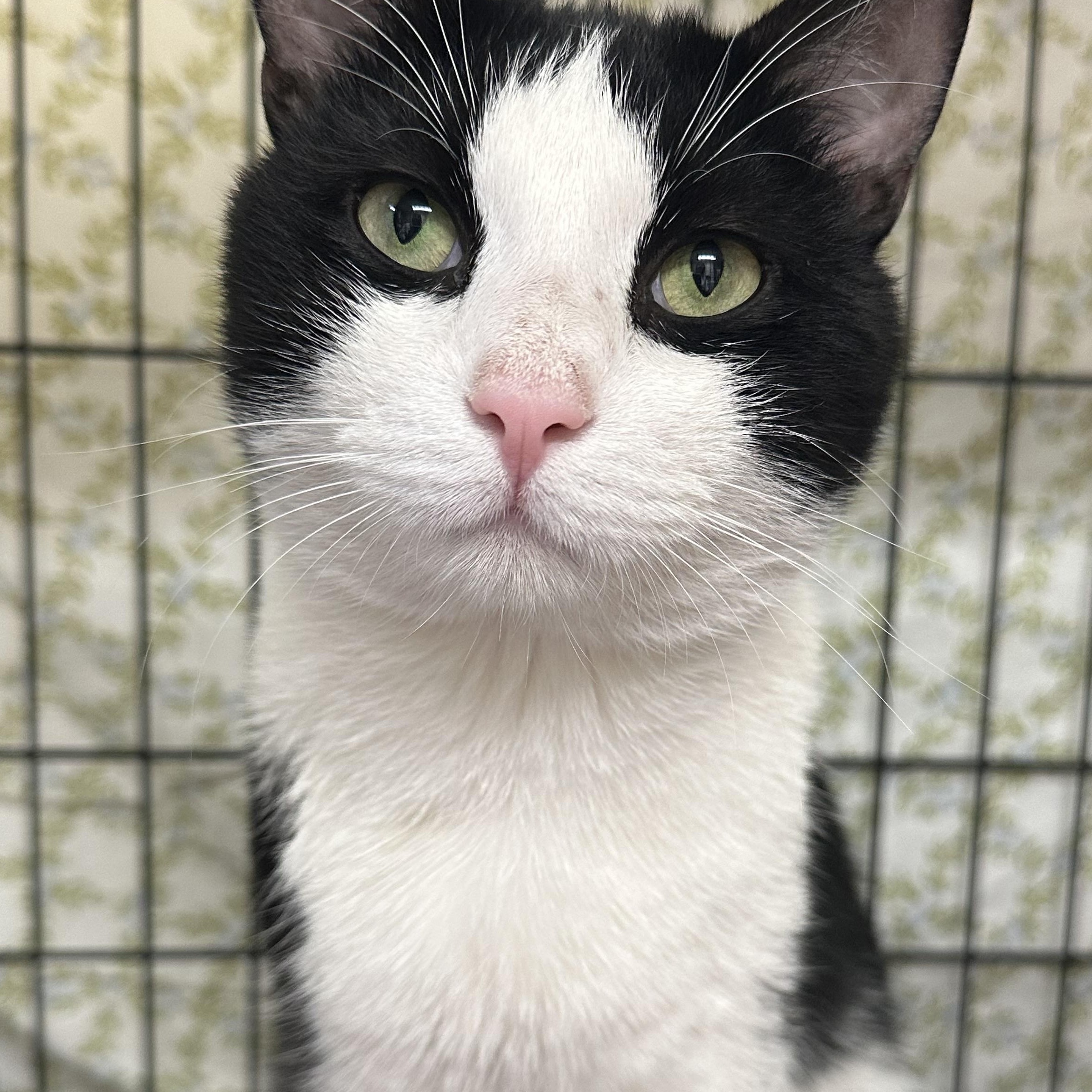 Enlarge Dakota , a ADOPTABLE Domestic Short Hair in Clifton, NJ image 1/6