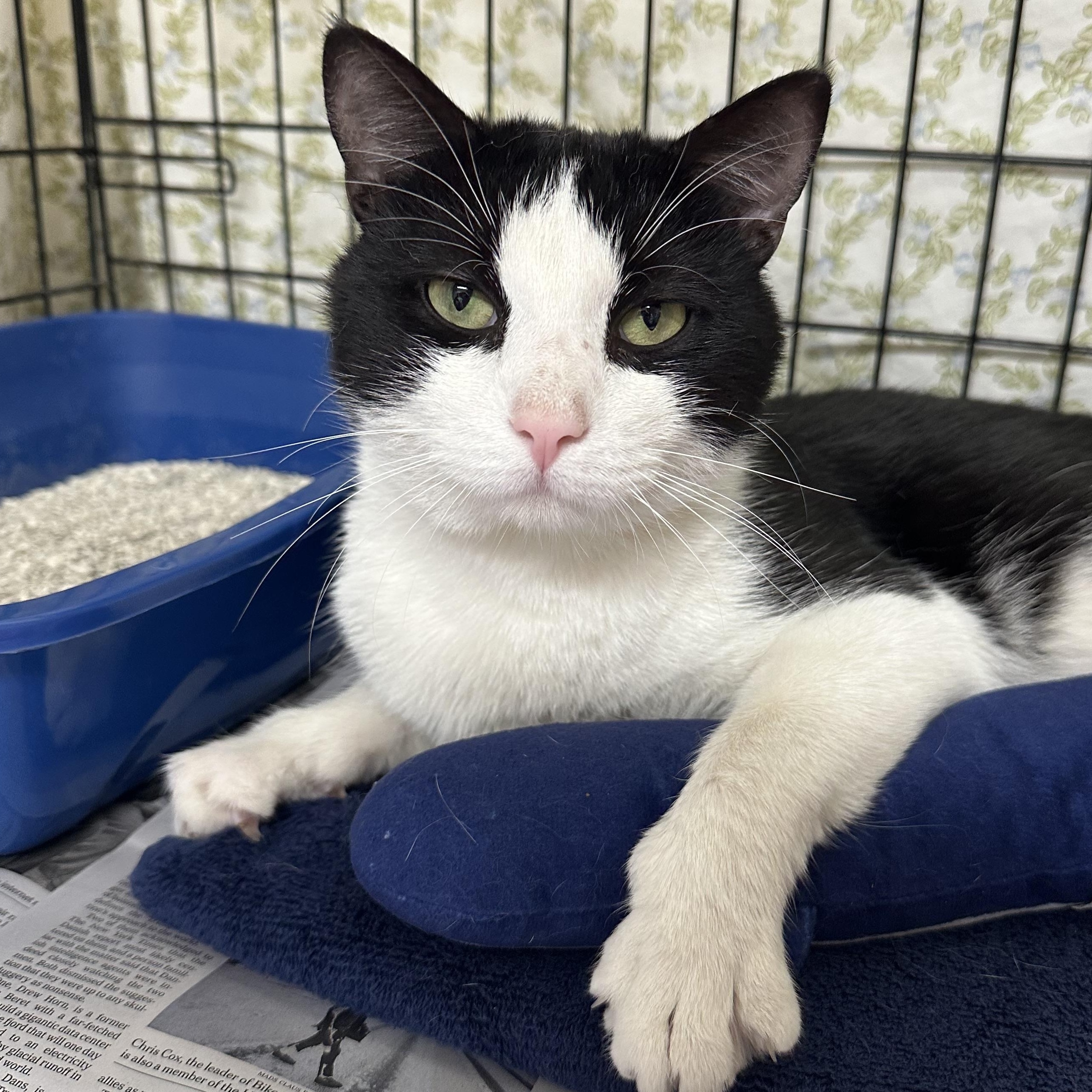Enlarge Dakota , a ADOPTABLE Domestic Short Hair in Clifton, NJ image 4/6