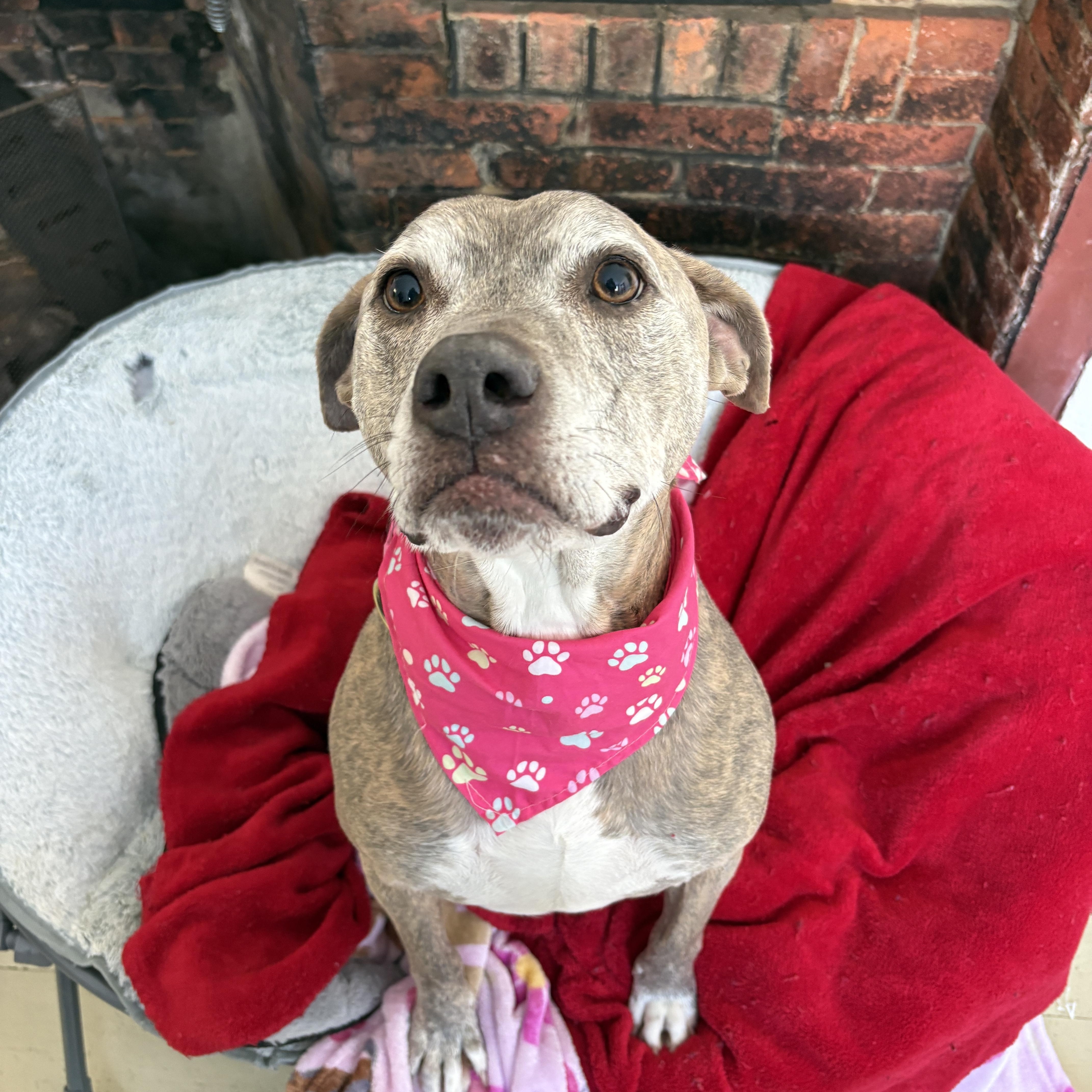 Dozer and Minni, a ADOPTABLE mixed breed in New Boston, NH image 2/5