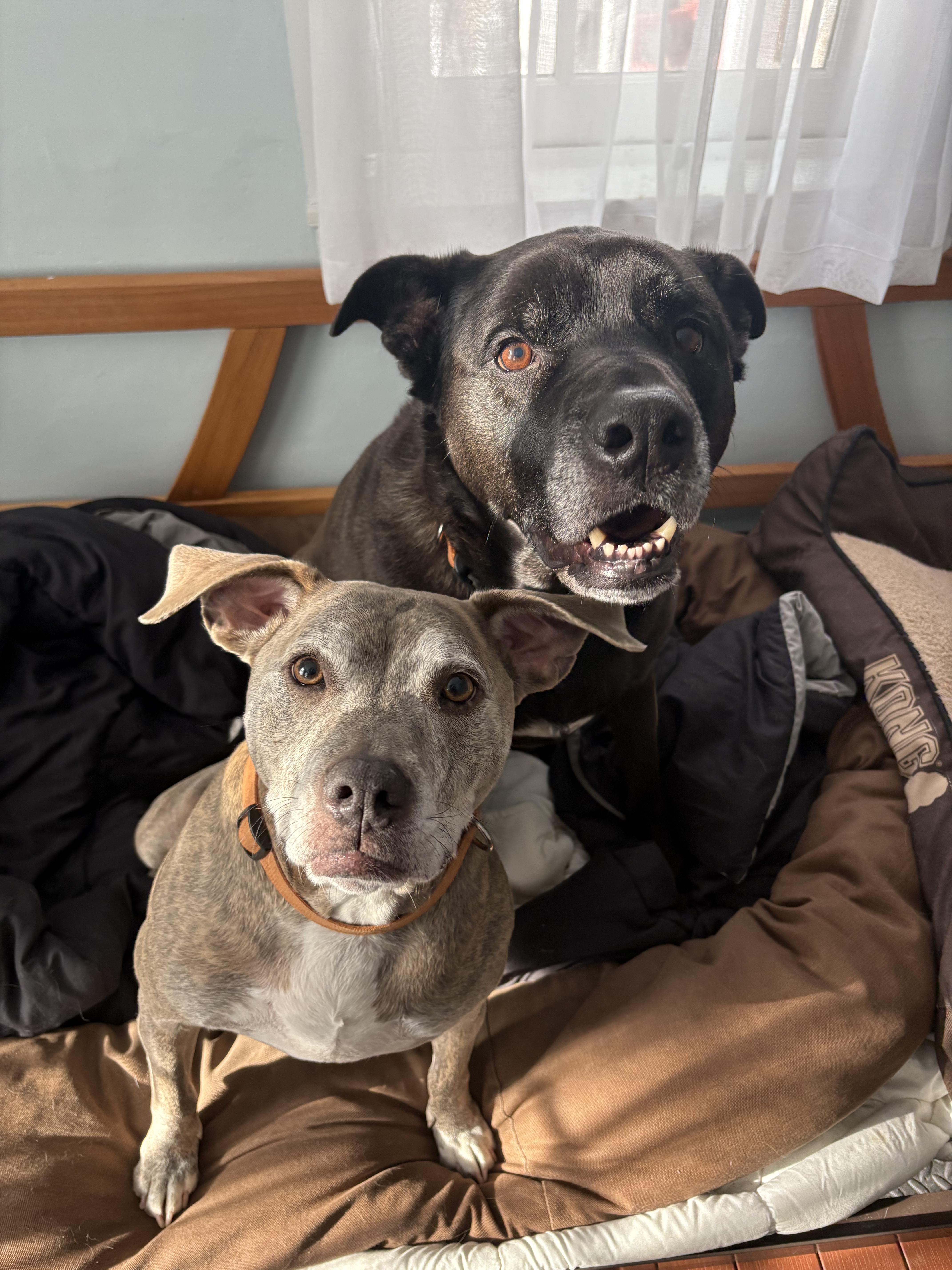 Dozer and Minni, a ADOPTABLE mixed breed in New Boston, NH image 3/5