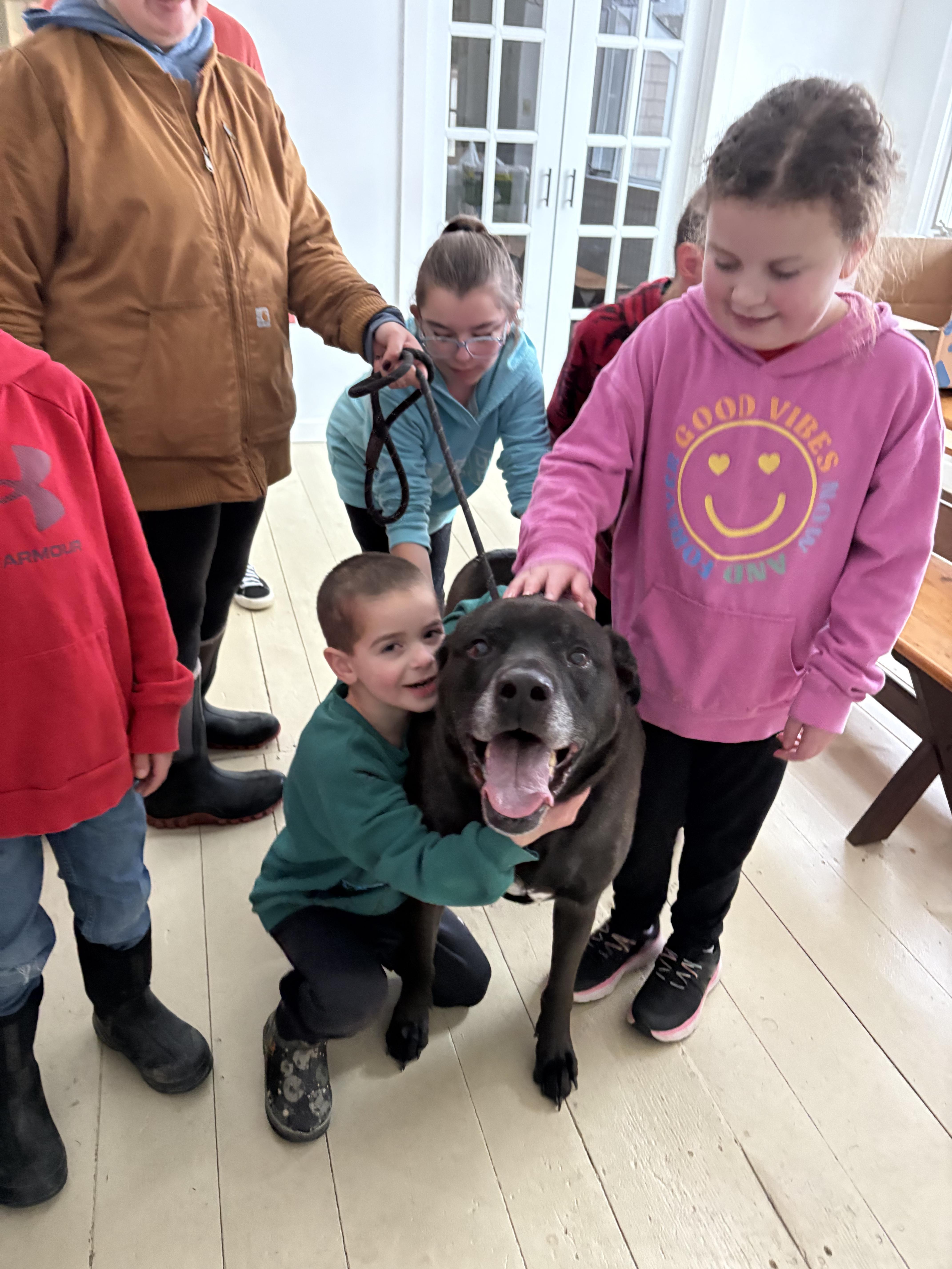Dozer and Minni, a ADOPTABLE mixed breed in New Boston, NH image 4/5