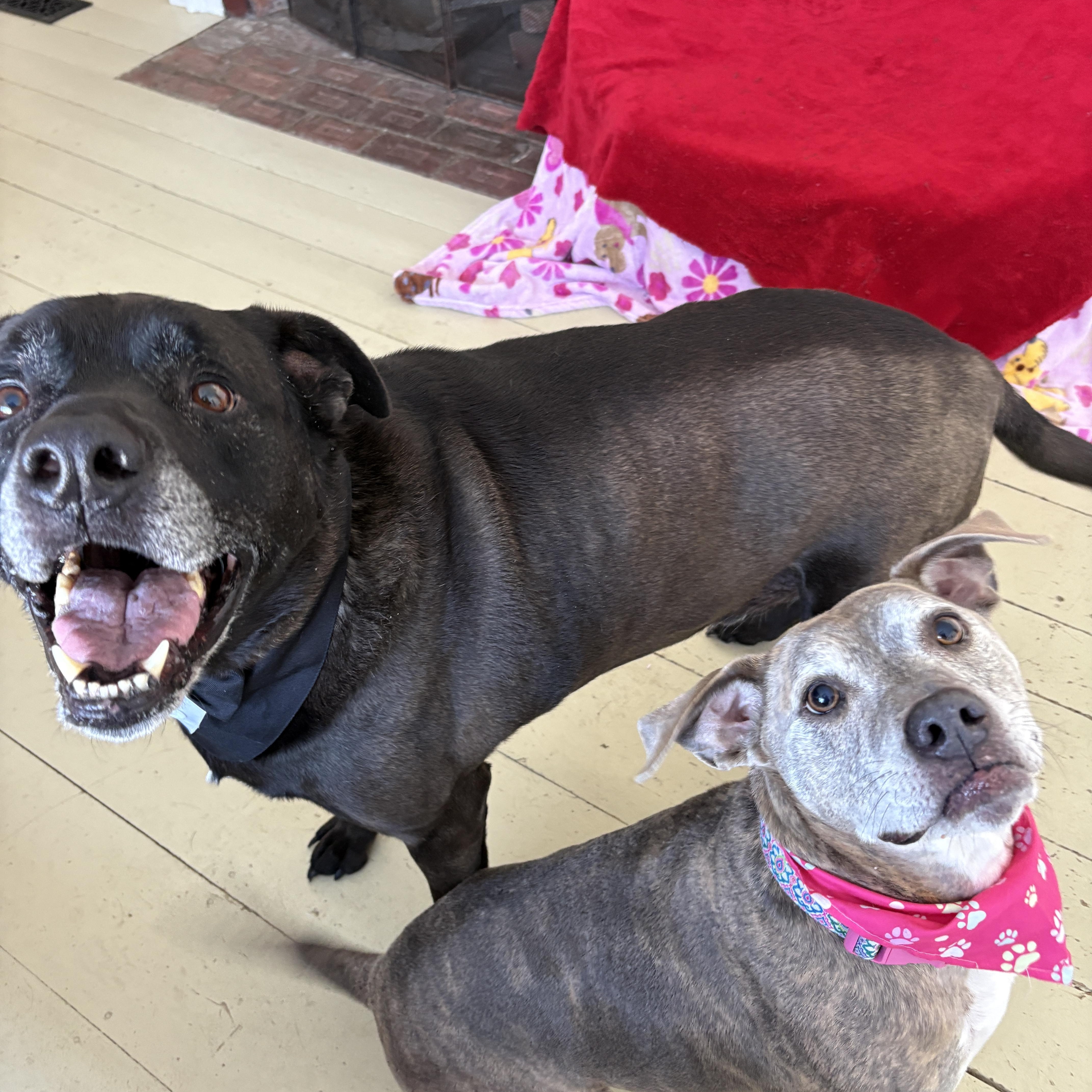 Dozer and Minni, a ADOPTABLE mixed breed in New Boston, NH image 1/5
