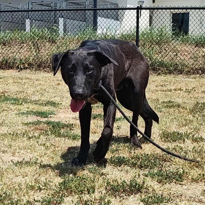 Nelson, a Adoptable Labrador Retriever in Springdale, AR image 1/6