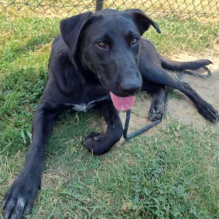Nelson, a Adoptable Labrador Retriever in Springdale, AR image 1/6