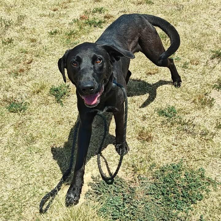Nelson, a Adoptable Labrador Retriever in Springdale, AR image 2/6