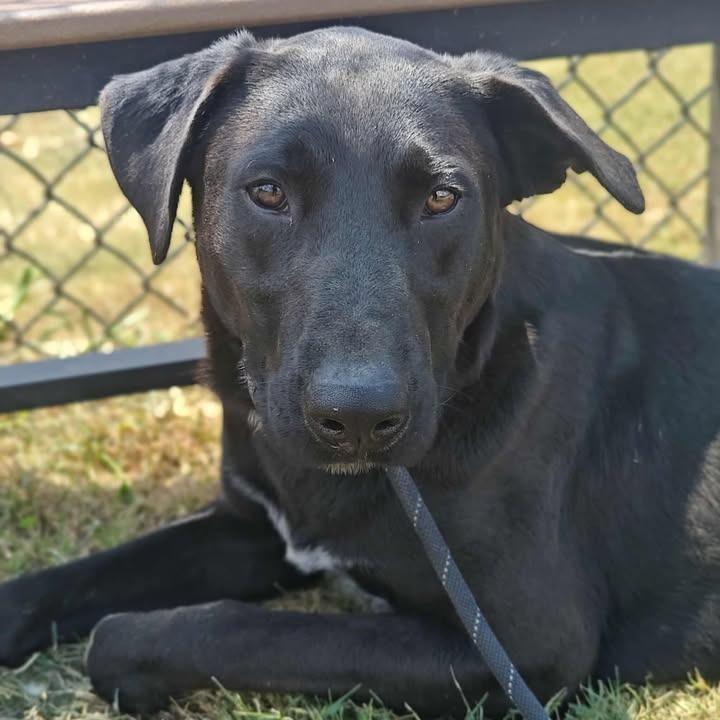 Nelson, a Adoptable Labrador Retriever in Springdale, AR image 2/6