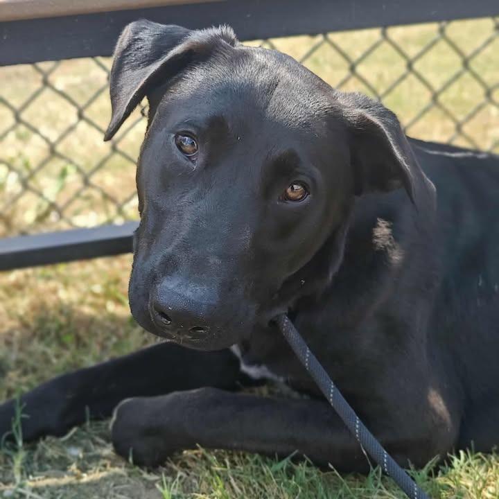 Nelson, a Adoptable Labrador Retriever in Springdale, AR image 4/6