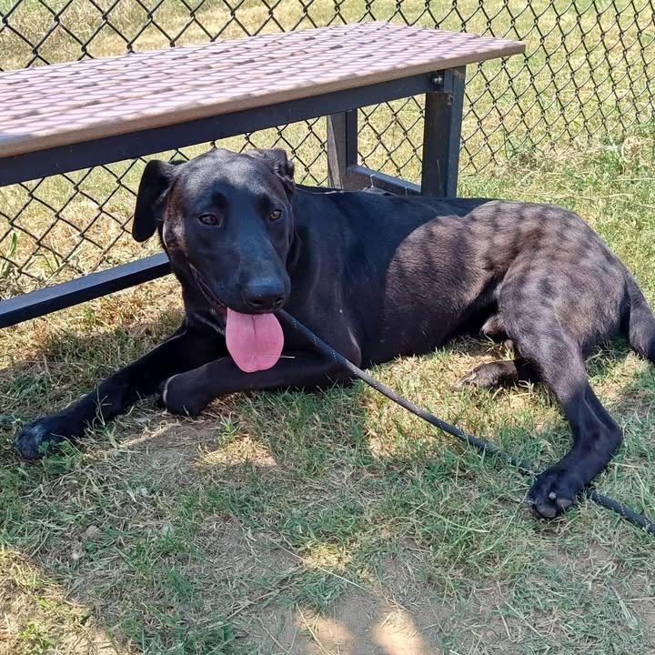 Nelson, a Adoptable Labrador Retriever in Springdale, AR image 6/6