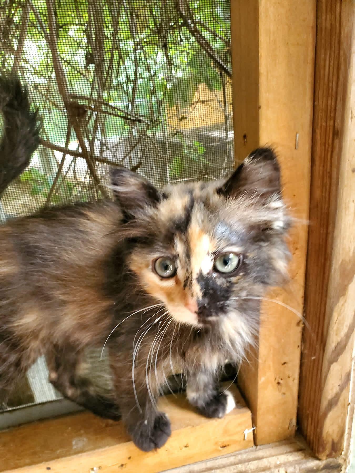 Enlarge Whiskey, a ADOPTABLE Domestic Long Hair in Manhattan, KS image 2/2