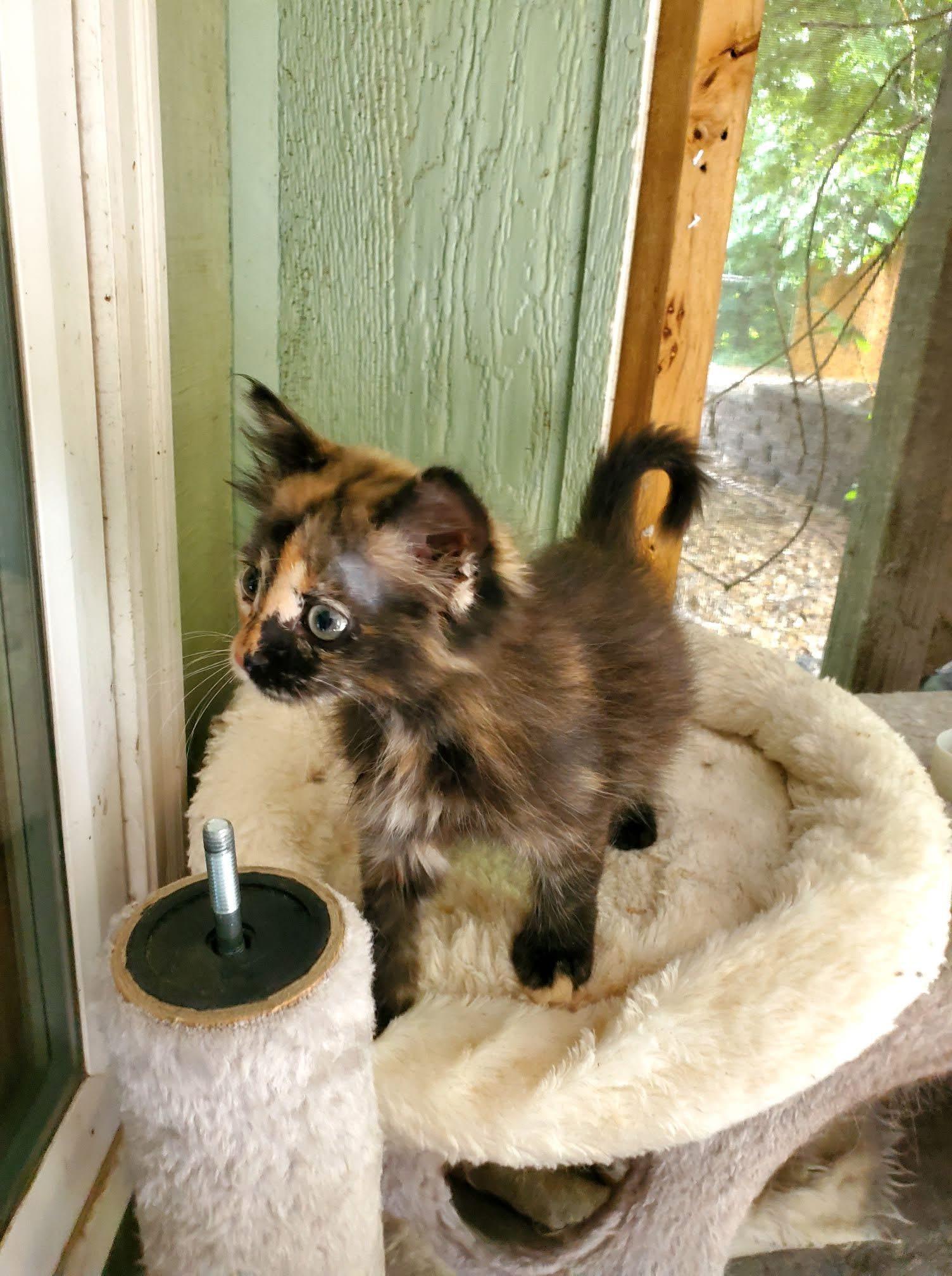 Whiskey, ADOPTABLE, Kitten Female Domestic Long Hair.