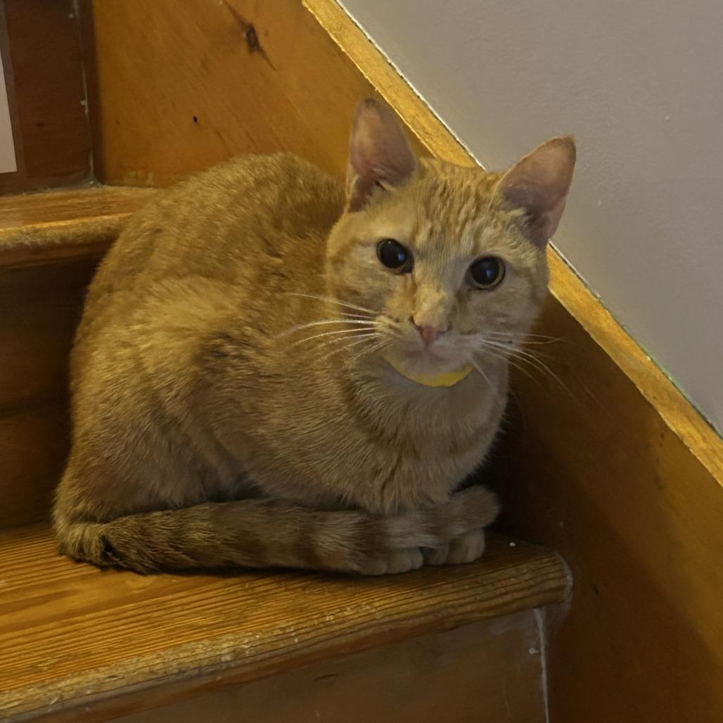 Jinora, Adoptable, Adult Female Domestic Short Hair.