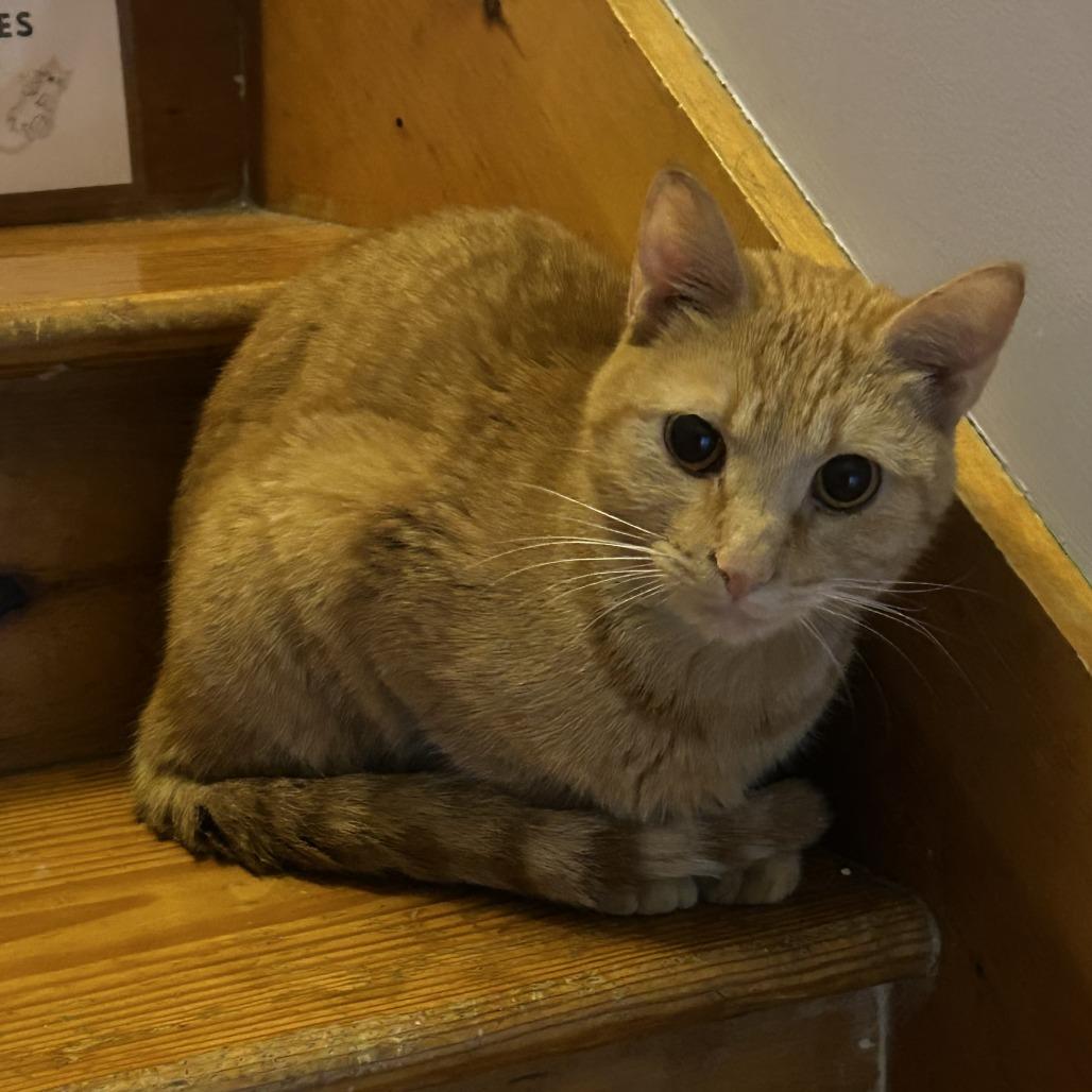 Jinora, a Adoptable Domestic Short Hair in Brimfield, MA image 2/2