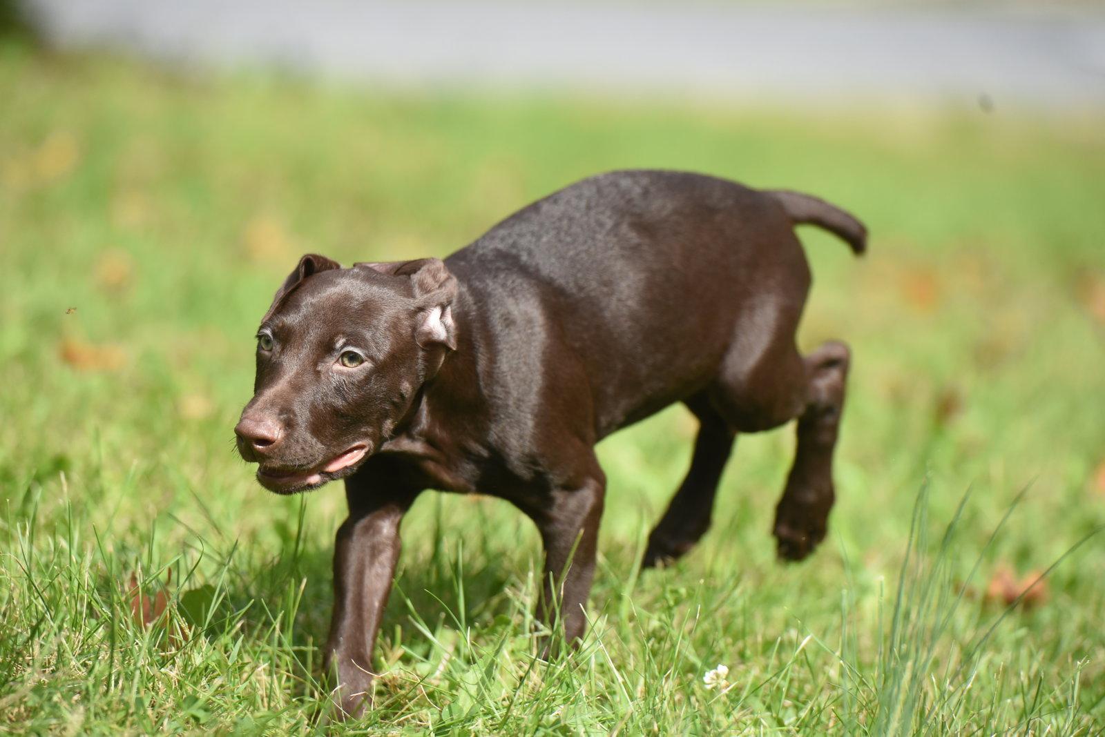 Frodo, Adoptable, Puppy Male Chocolate Labrador Retriever & Pointer.