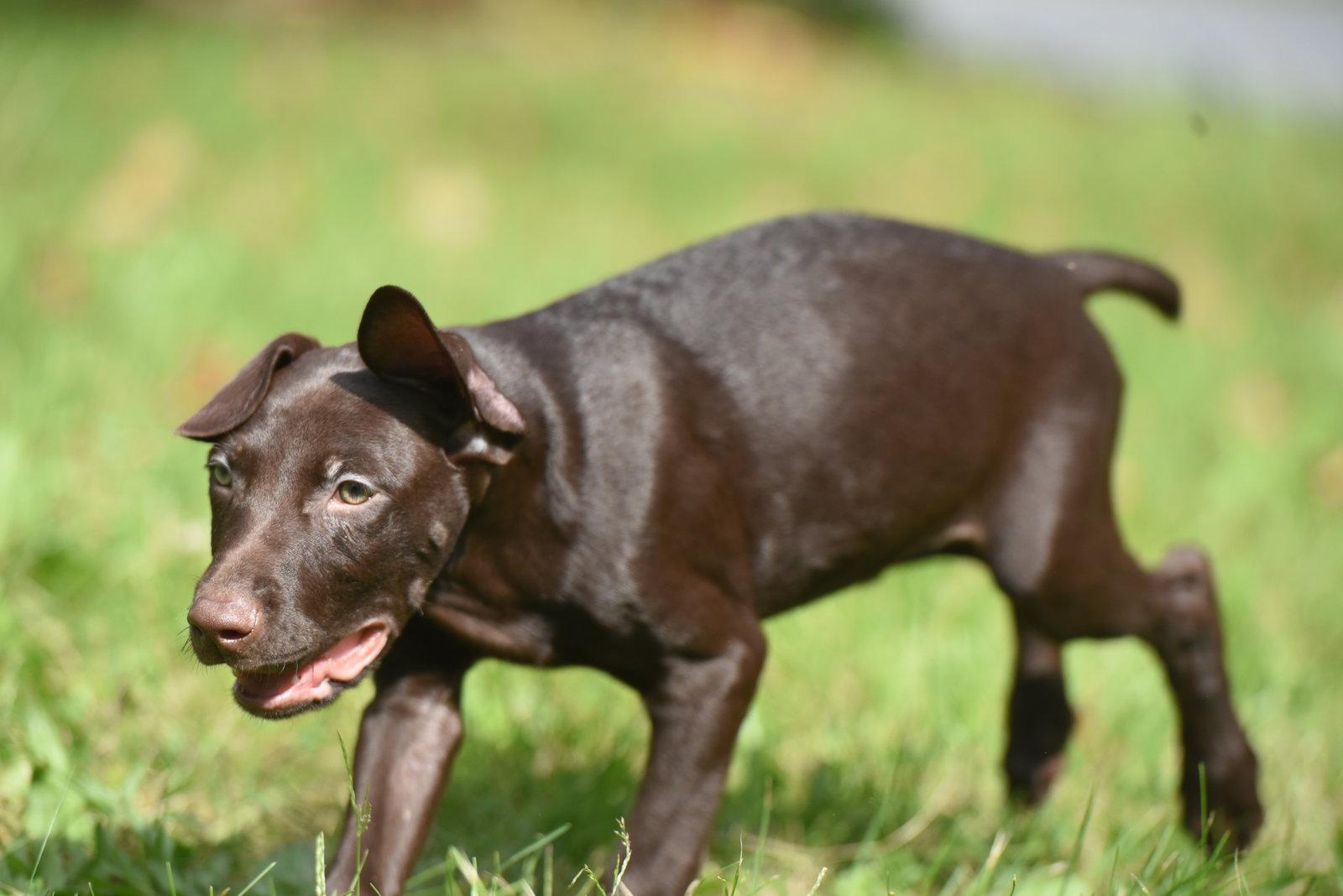 Enlarge Frodo, a Adoptable mixed breed in Mechanicsburg, PA image 2/3