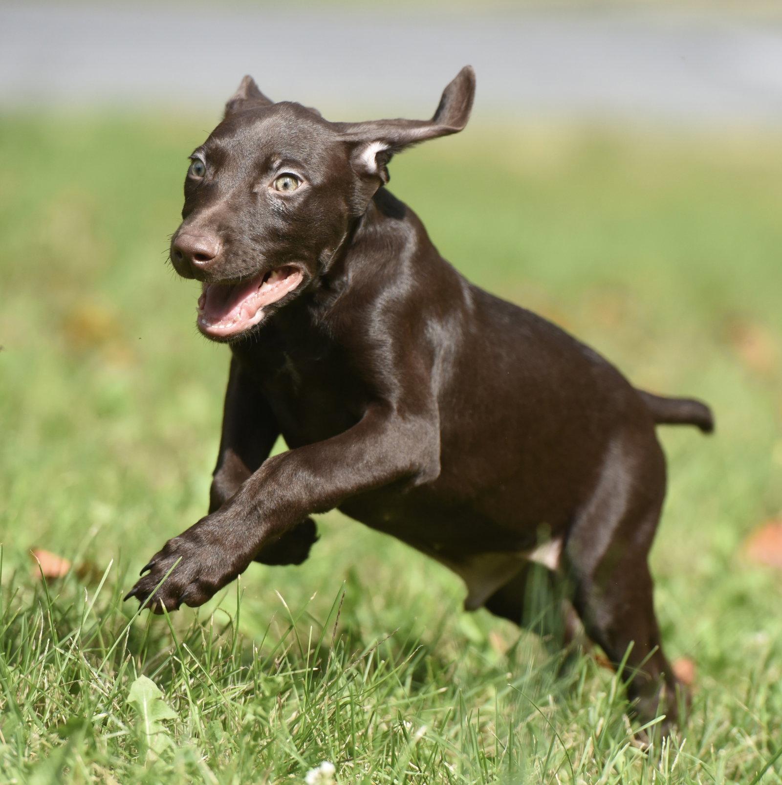 Enlarge Frodo, a Adoptable mixed breed in Mechanicsburg, PA image 3/3