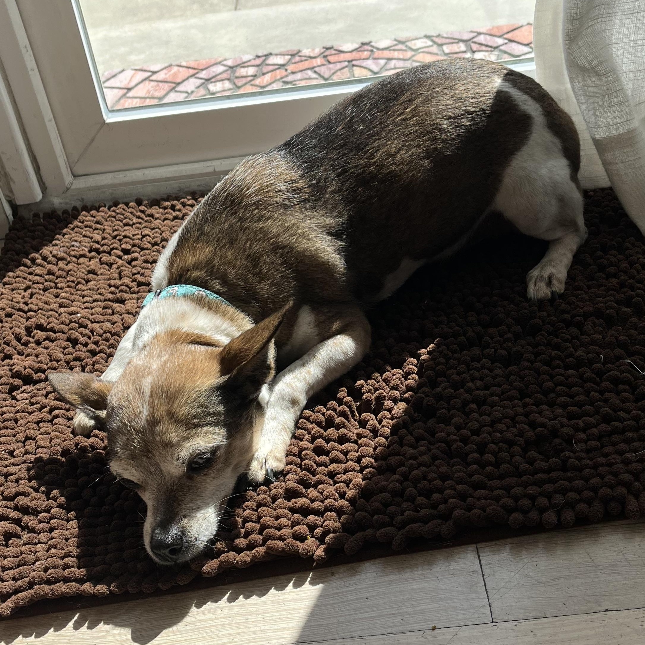 Terry, Adoptable, Senior Female Chihuahua.