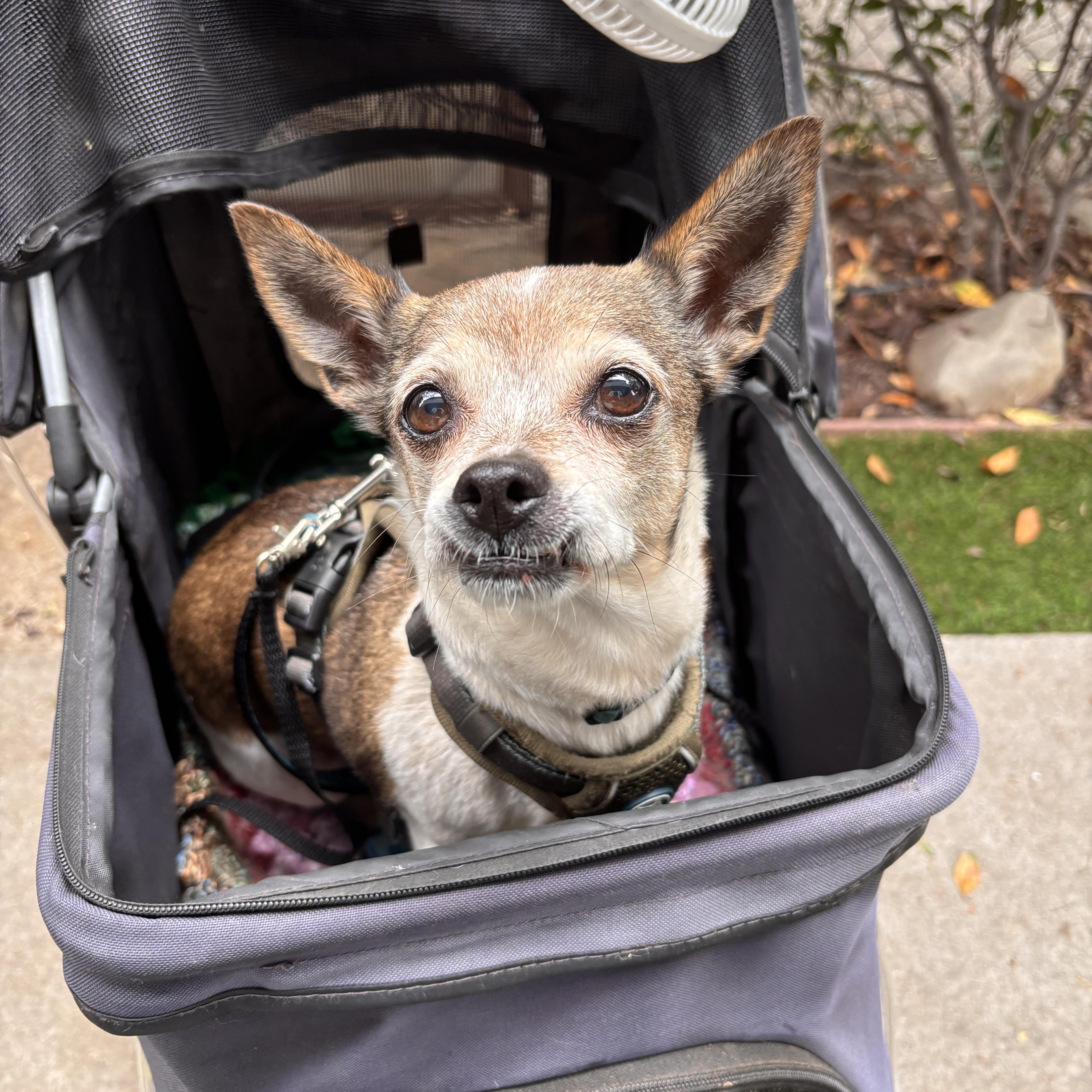 Terry, a Adoptable mixed breed in Los Angeles, CA image 2/5