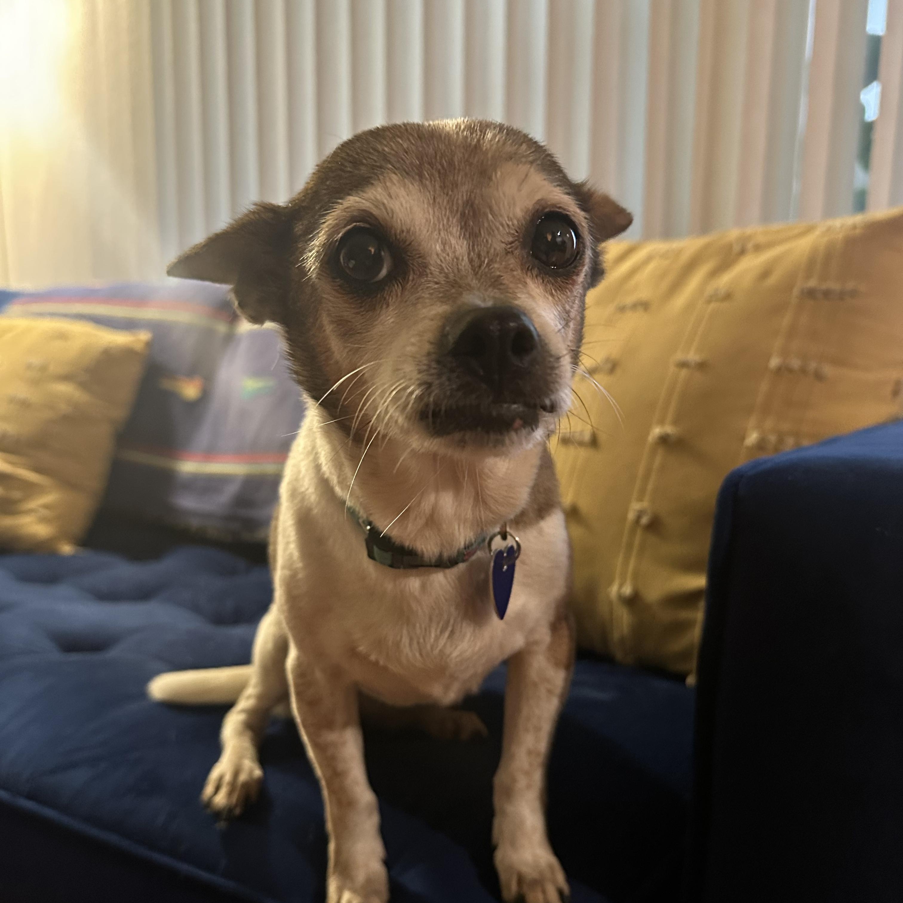 Terry, a Adoptable mixed breed in Los Angeles, CA image 3/5