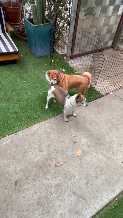 Enlarge Terry, a Adoptable mixed breed in Los Angeles, CA video 5/5