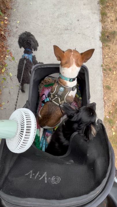 Enlarge Terry, a Adoptable mixed breed in Los Angeles, CA video 4/5