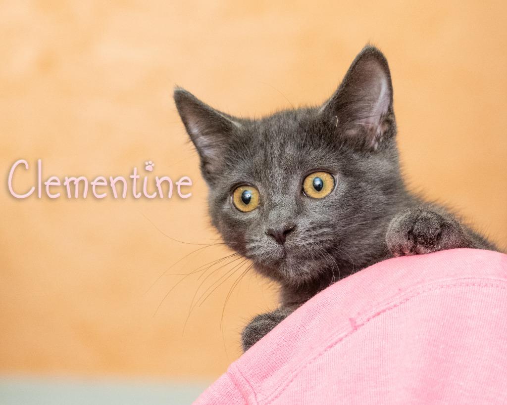Enlarge Clementine, a Adopted Domestic Short Hair in Somerset, PA image 1/1