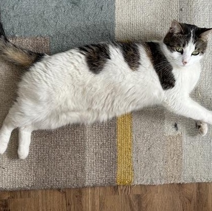 Clementine, a ADOPTABLE Tabby in Huntington Beach, CA image 1/2