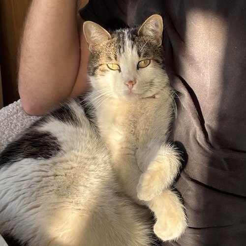 Clementine, ADOPTABLE, Adult Female Tabby.