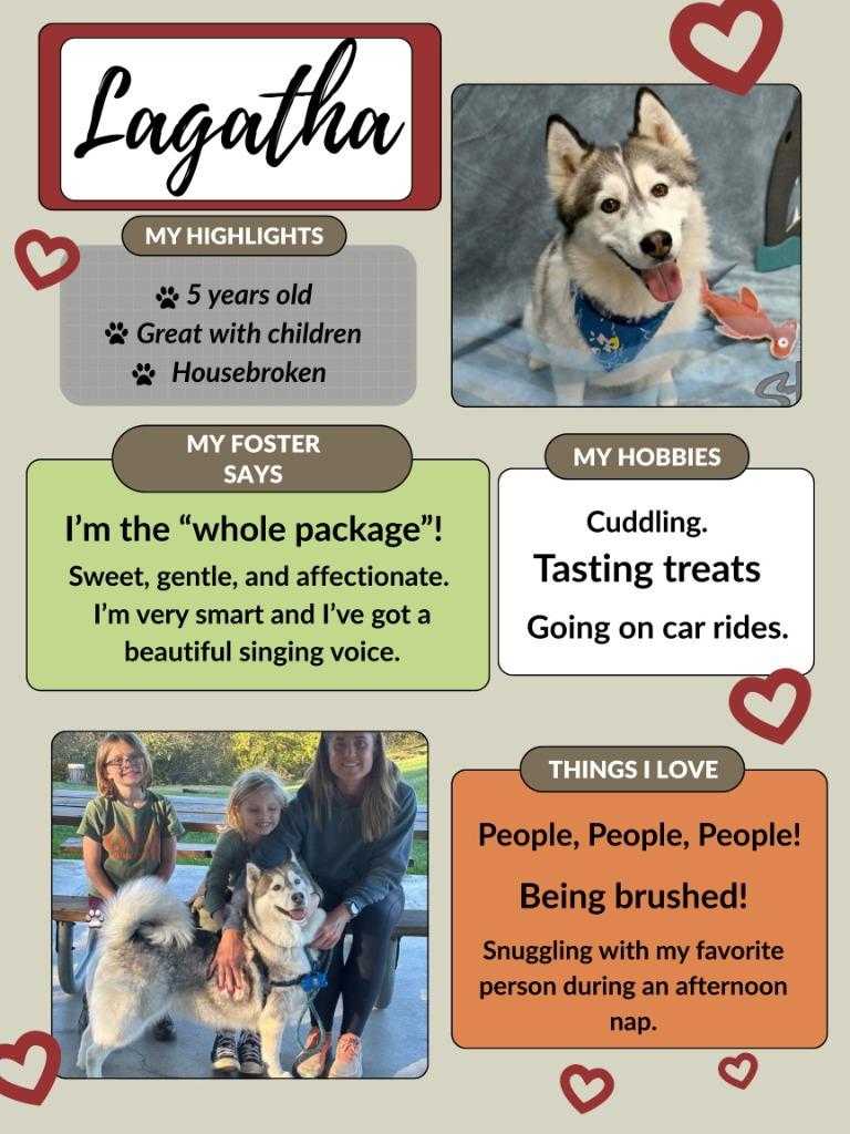 Enlarge Lagatha *Sponsored Adoption, a Adoptable Husky in Christiansburg, VA image 3/6