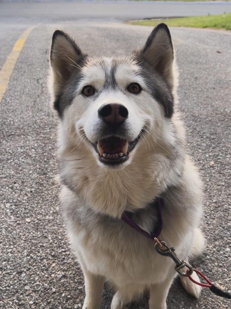 Enlarge Lagatha *Sponsored Adoption, a Adoptable Husky in Christiansburg, VA image 4/6