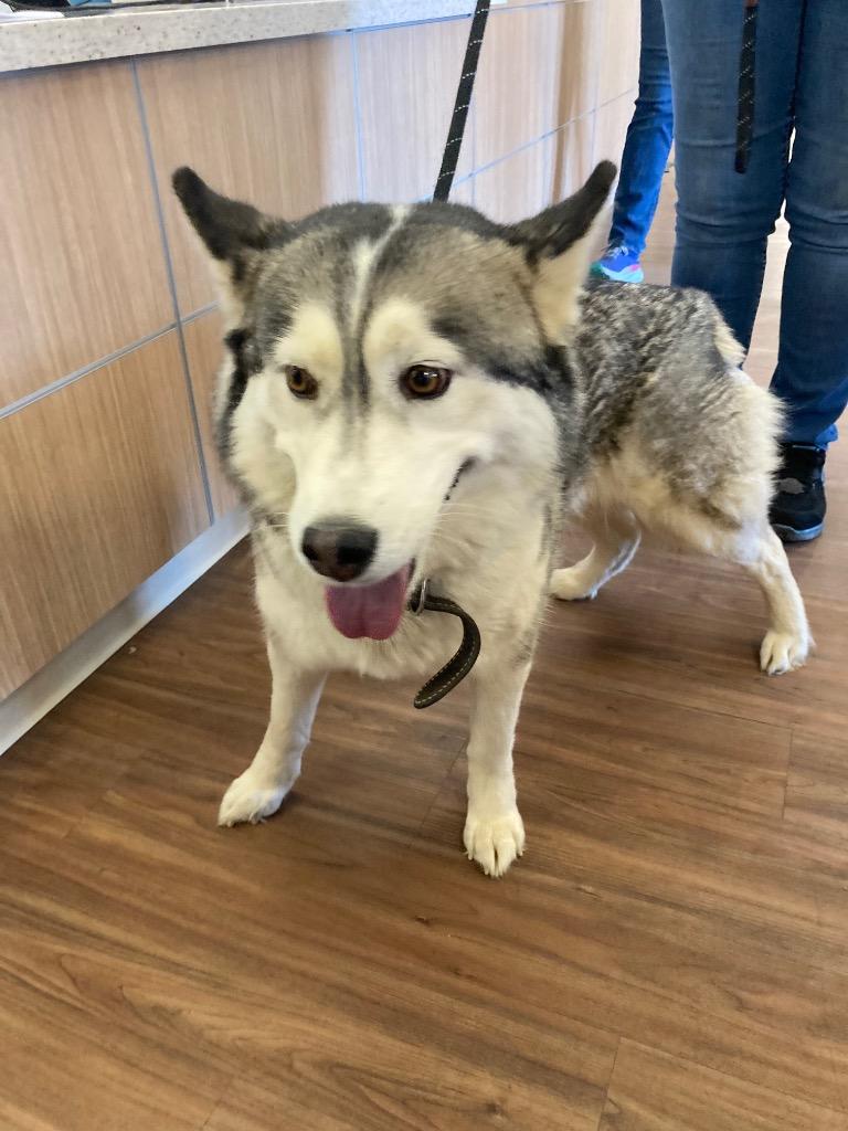 Enlarge Lagatha *Sponsored Adoption, a Adoptable Husky in Christiansburg, VA image 5/6