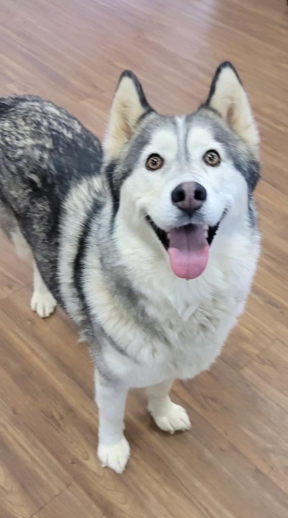Enlarge Lagatha *Sponsored Adoption, a Adoptable Husky in Christiansburg, VA image 5/5