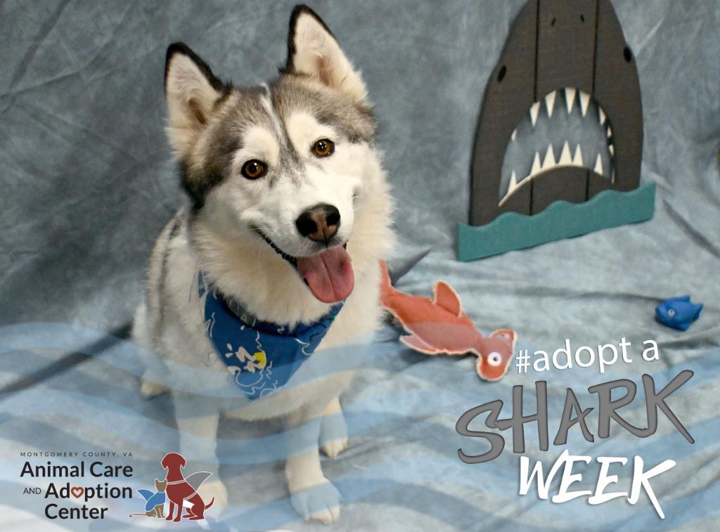 Enlarge Lagatha *Sponsored Adoption, a Adoptable Husky in Christiansburg, VA image 4/4