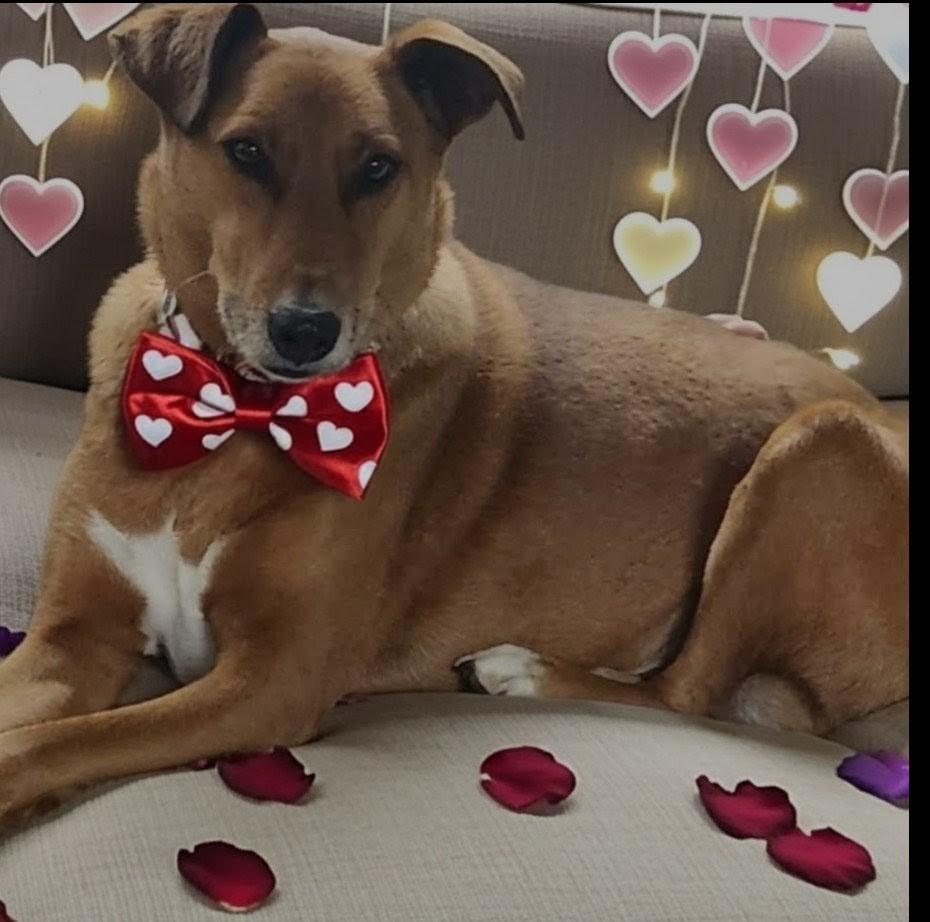 Enlarge SANDOR, a ADOPTABLE mixed breed in Graham, WA image 2/5