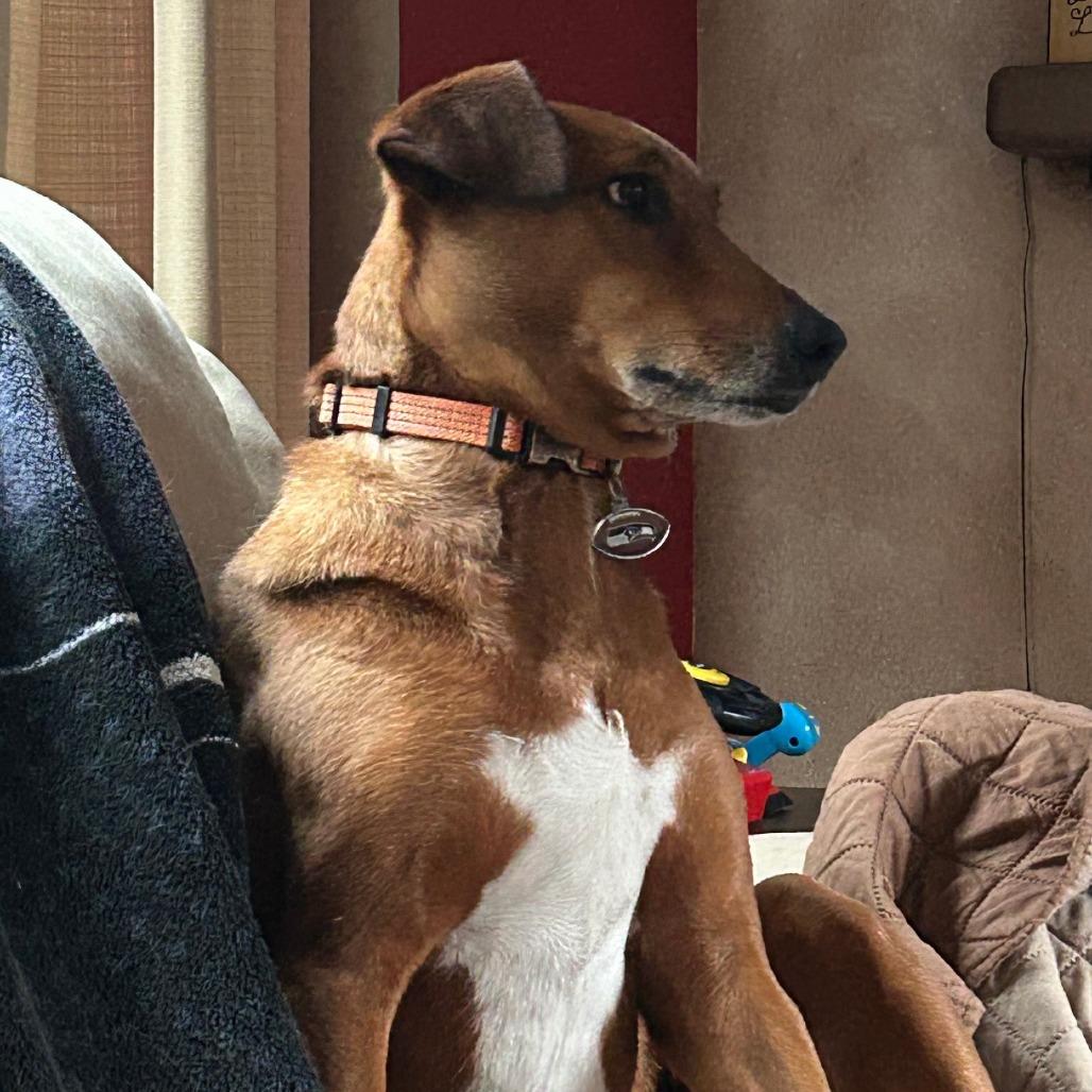 Enlarge SANDOR, a ADOPTABLE mixed breed in Graham, WA image 3/5