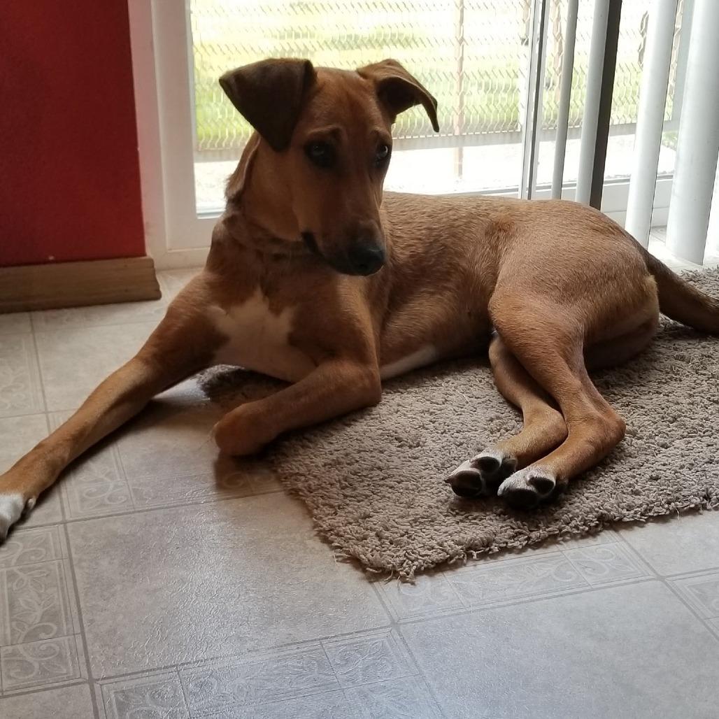Enlarge SANDOR, a ADOPTABLE mixed breed in Graham, WA image 4/5
