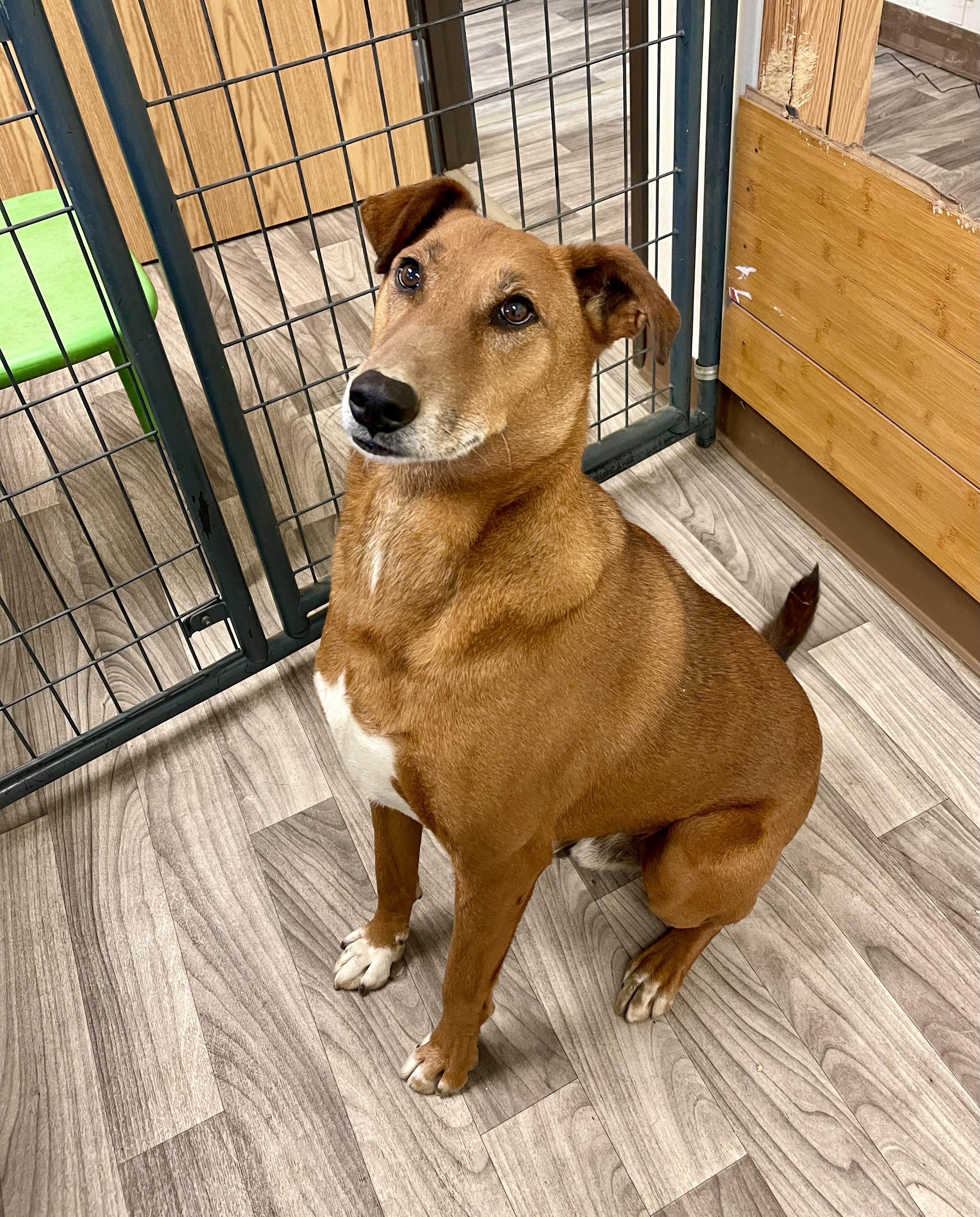 SANDOR, ADOPTABLE, Adult Male Whippet.