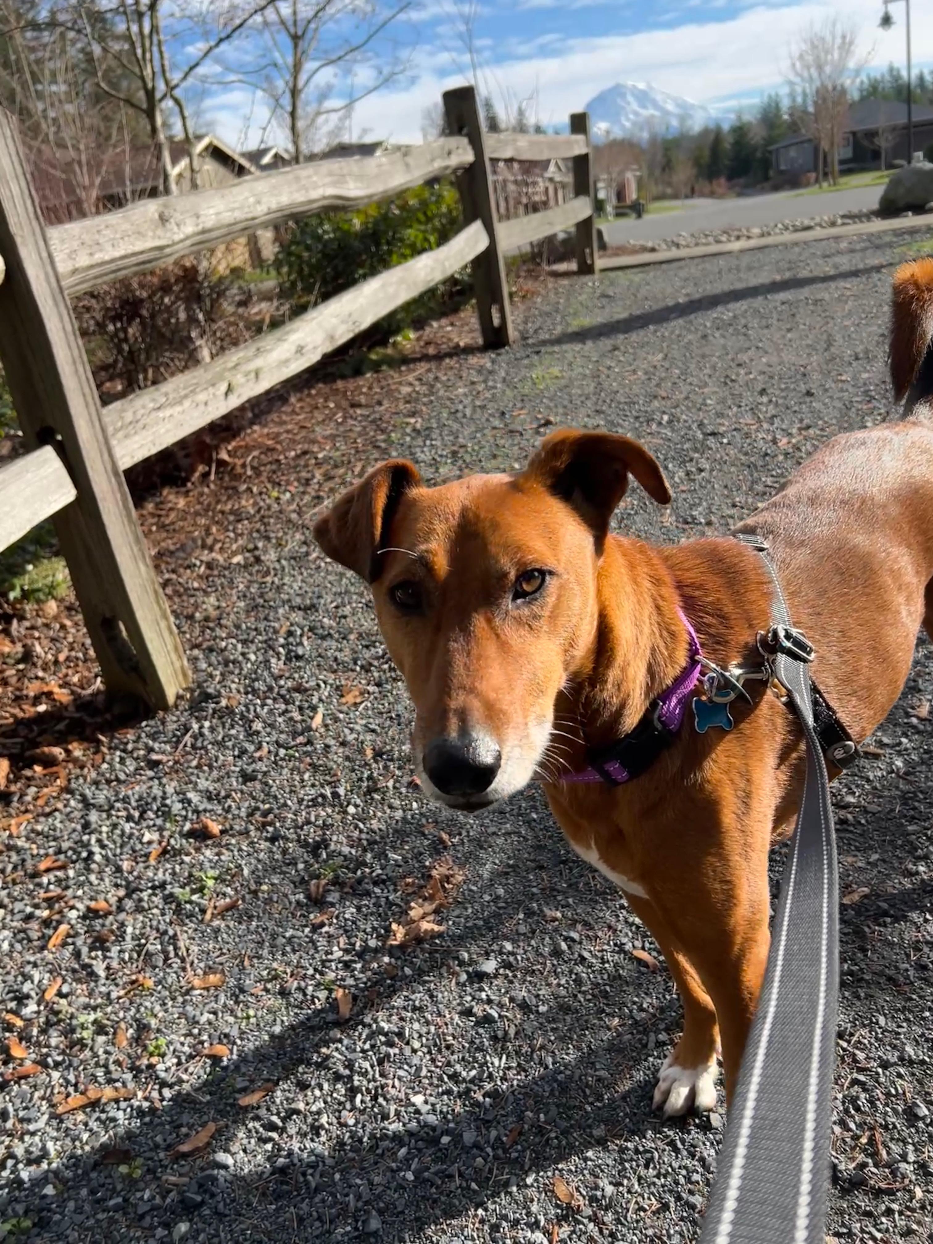 Enlarge SANDOR, a ADOPTABLE mixed breed in Graham, WA image 5/5