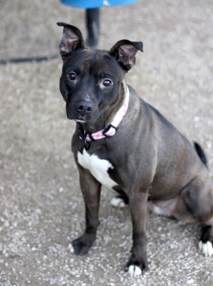 Enlarge Iris, a Adoptable mixed breed in Fort Worth, TX image 1/5